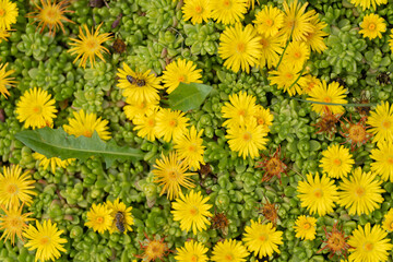 Strohröschen Blumen pflanzen Natur bodendicker Frühling bunt