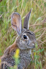 Close up of a rabbit.