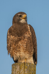 Close up of a Swainson's hawk perched on a post.