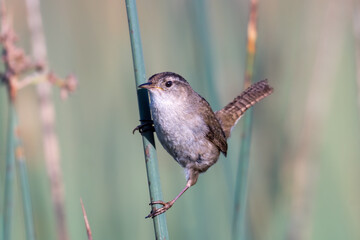 Close up of a marsh wren perched on a reed.