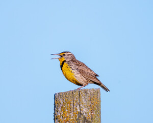 Close up of a western meadowlark perched on a pole.