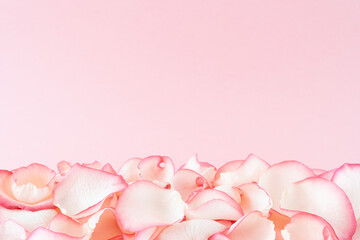 Rose petals on pink background with copy space.