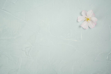 White flower cherry blossom on a grey background postcard spring wallpaper