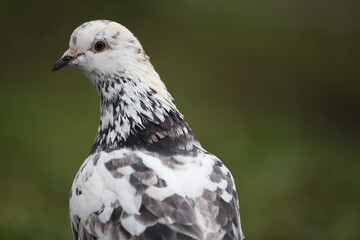 Portrait of pigeon with atypical marbled plumage