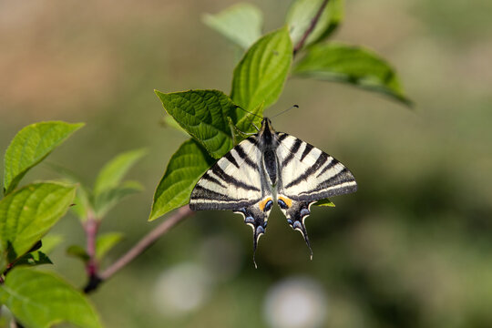 A Scarce swallowtail (Iphiclides podalirius) butterfly on green leaves.