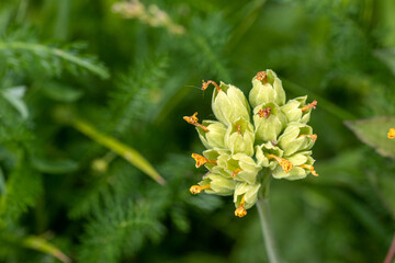 Cowslip plant (Primula veris) gone to seed.