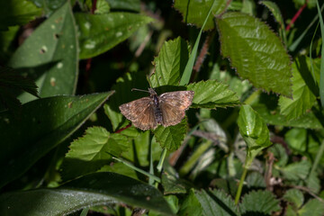 A Dingy skipper (Erynnis tages) butterfly settled on green leaves.