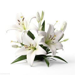 Fototapeta na wymiar White lily bouquet in a plain white background image 