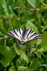 A Scarce swallowtail (Iphiclides podalirius) butterfly on green leaves.