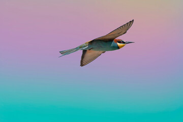 A European bee eater in flight. Bird isolated with gradient background. Merops apiaster.