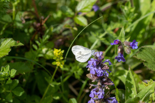 A Wood white (Leptidea sinapis) butterfly on wild Bugle plant.