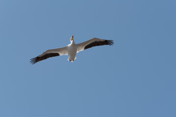 Fototapeta na wymiar American White Pelican Flying In A Blue Sky In Spring