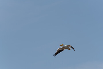 American White Pelican Flying In A Blue Sky In Spring