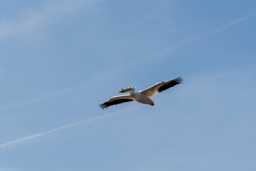 American White Pelican Flying In A Blue Sky In Spring