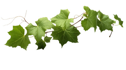 植物, 部品, ぶどう,, green leaves, 緑