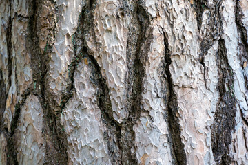 Textures pine tree bark, close up, use as a background