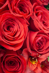 Detalle de rosas rojas 