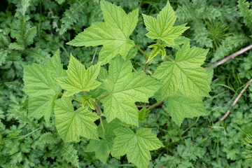 Fototapeta na wymiar Green veined leaves