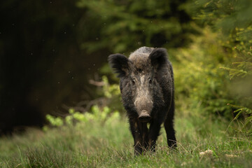 Wild boar in the spring forest. Calm wild pig among the trees. European wildlife during spring. Wild sow hiding small piglets.