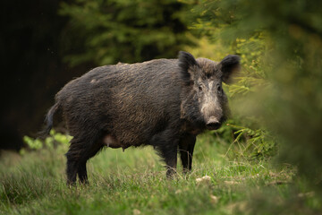 Wild boar in the spring forest. Calm wild pig among the trees. European wildlife during spring. Wild sow hiding small piglets.