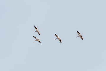 American White Pelicans Flying In A Grey Spring SKy