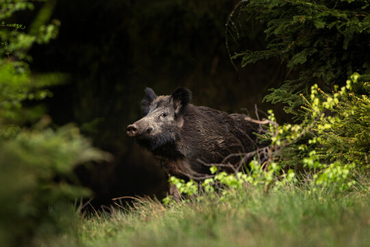 Wild boar in the spring forest. Calm wild pig among the trees. European wildlife during spring. Wild sow hiding small piglets.