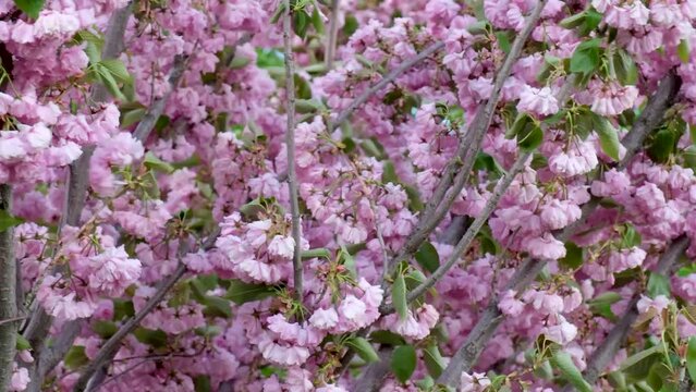 Blooming sakura tree swaying in strong wind. 4k 60 fps video