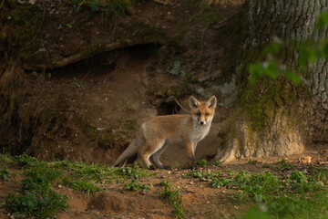 Fototapeta na wymiar Small red fox near the burrow. Calm fox in the forest. European wildlife during spring time. 