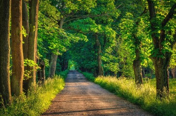 Spring forest landscape. Gravel road in the woods among the green trees.
