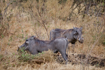 warthog in the savannah