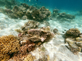 Beautiful view of Coral Reef