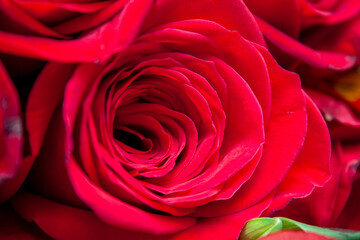 Detalle de flor roja