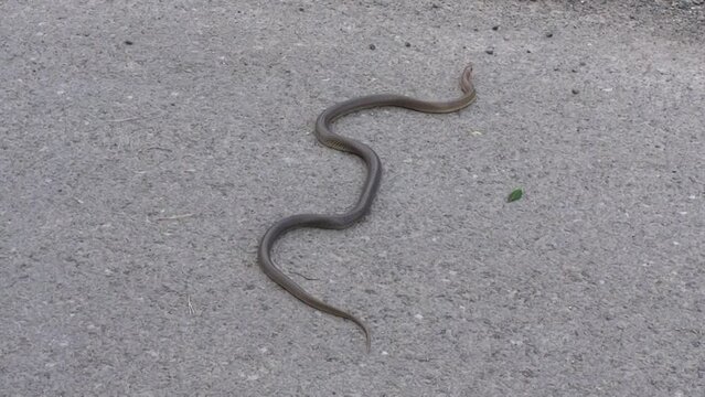 A crawling snake called a slow worm