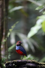 Papuan Pitta or Red-bellied pitta (Erythropitta macklotii) in Papua new guinea