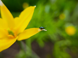 A small dark green beetle on the petals of a yellow tulip. Spring flowers. Insects