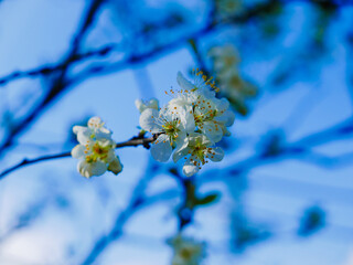 White plum blossom flowers against a blue sky. Spring flowers. Close-up