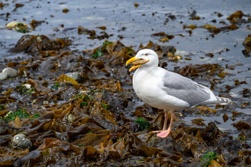 Gull eating a small sea star at low tide, spring on the beach at Golden Gardens park
