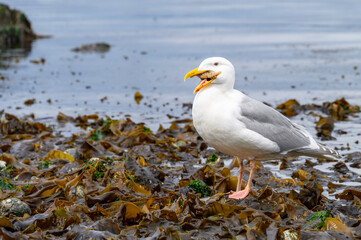 Gull eating a small sea star at low tide, spring on the beach at Golden Gardens park
