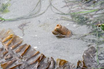 Bivalve clam sticking it’s neck out of the sand and water at low tide in Puget Sound
