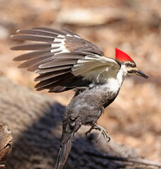 Pileated woodpecker portrait taking off from a tree trunk into the forest, Quebec, Canada