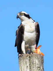 Osprey taking his fish meal on the wood pole, Quebec, Canada