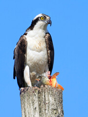 Osprey taking his fish meal on the wood pole, Quebec, Canada