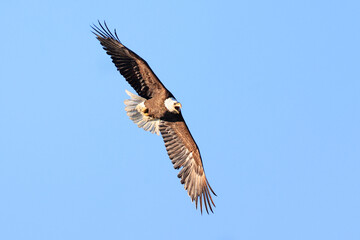 Bald eagle flying with blue sky background, Quebec, Canada