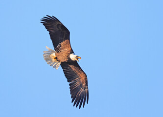Bald eagle flying with blue sky background, Quebec, Canada