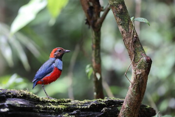 Papuan Pitta or Red-bellied pitta (Erythropitta macklotii) in Papua new guinea