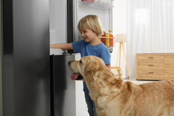 Little boy and cute Labrador Retriever seeking for food in refrigerator at home - obrazy, fototapety, plakaty