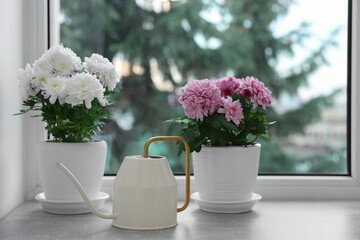Beautiful chrysanthemum flowers in pots and watering can on windowsill indoors
