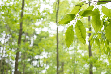 林の中のクヌギの新緑