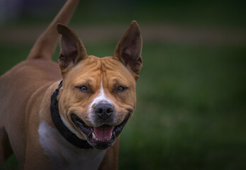 Obraz premium 2023-04-30 CLOSE UP OF A TAN AND WHITE PITBULL WITH NICE BRIGHT EYES AND ATTENTIVE LOOK WITH A BLURRED GREEN BACKGROUND AT MARYMOOR OFF LEASH AREA IN REDMOND WASHINGTON