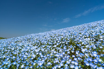 青空とネモフィラの美しい風景